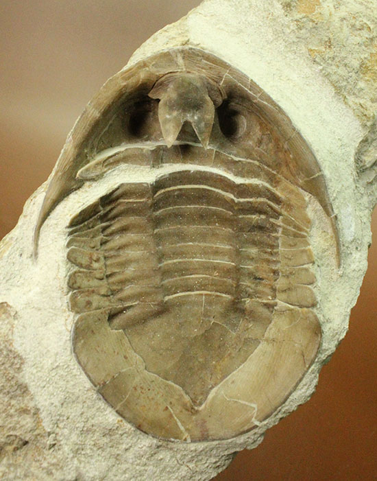 三葉虫の内部を覗ける標本 サブアサフス プラティウルス Subasaphus Platyurus 三葉虫 販売