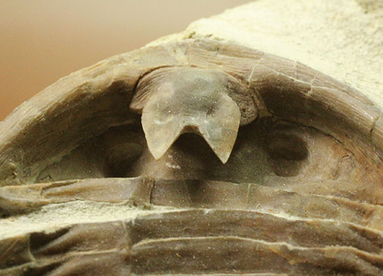 三葉虫の内部を覗ける標本!サブアサフス・プラティウルス(Subasaphus platyurus)(その11)