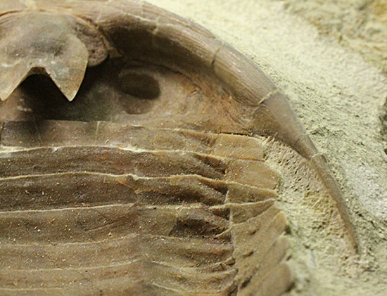 三葉虫の内部を覗ける標本!サブアサフス・プラティウルス(Subasaphus platyurus)(その12)