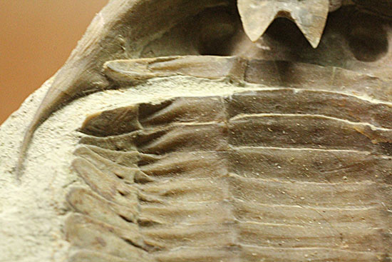 三葉虫の内部を覗ける標本！サブアサフス・プラティウルス(Subasaphus platyurus)（その13）