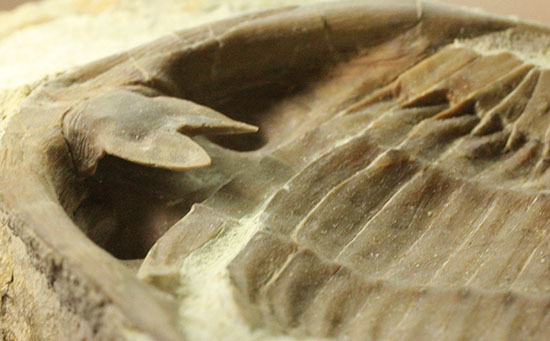 三葉虫の内部を覗ける標本!サブアサフス・プラティウルス(Subasaphus platyurus)(その15)