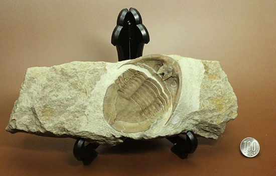 三葉虫の内部を覗ける標本!サブアサフス・プラティウルス(Subasaphus platyurus)(その16)