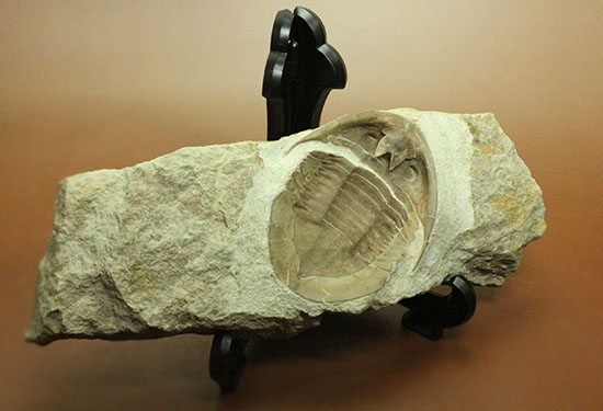 三葉虫の内部を覗ける標本!サブアサフス・プラティウルス(Subasaphus platyurus)(その3)