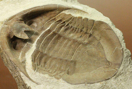 三葉虫の内部を覗ける標本!サブアサフス・プラティウルス(Subasaphus platyurus)(その4)