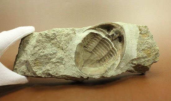 三葉虫の内部を覗ける標本!サブアサフス・プラティウルス(Subasaphus platyurus)(その5)