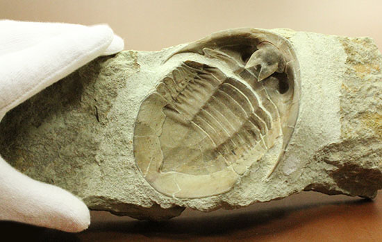 三葉虫の内部を覗ける標本!サブアサフス・プラティウルス(Subasaphus platyurus)(その6)