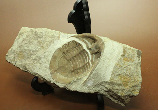 三葉虫の内部を覗ける標本!サブアサフス・プラティウルス(Subasaphus platyurus)(その7)