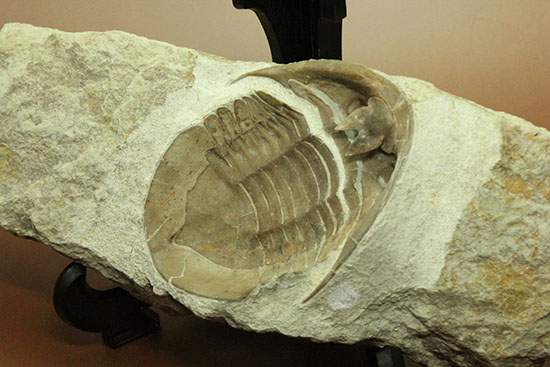 三葉虫の内部を覗ける標本!サブアサフス・プラティウルス(Subasaphus platyurus)(その8)