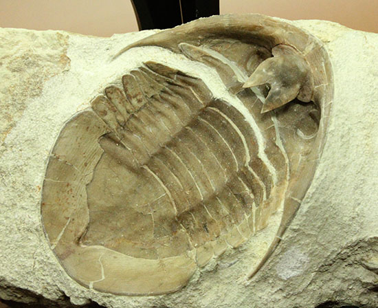 三葉虫の内部を覗ける標本!サブアサフス・プラティウルス(Subasaphus platyurus)(その9)
