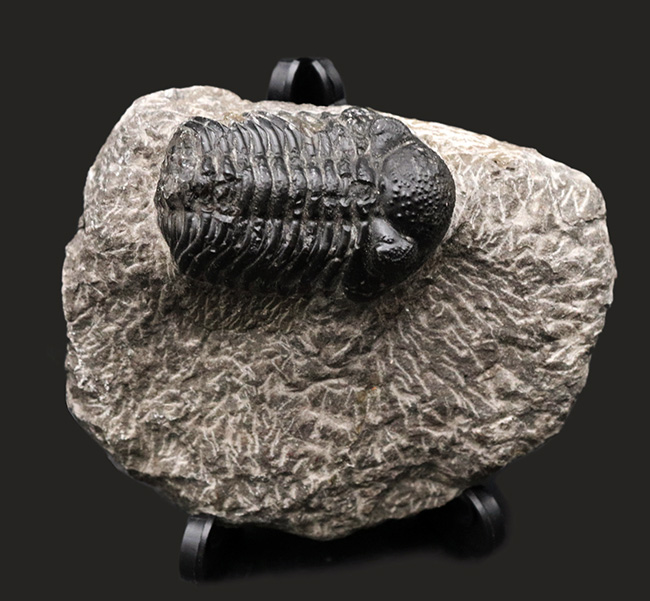 古生代デボン紀を代表するモロッコ産三葉虫、ファコプス（Phacops）の化石（その3）