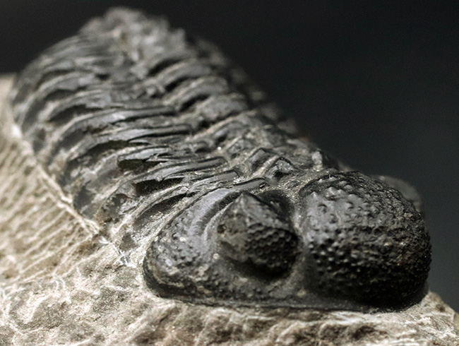 古生代デボン紀を代表するモロッコ産三葉虫、ファコプス（Phacops）の化石（その6）