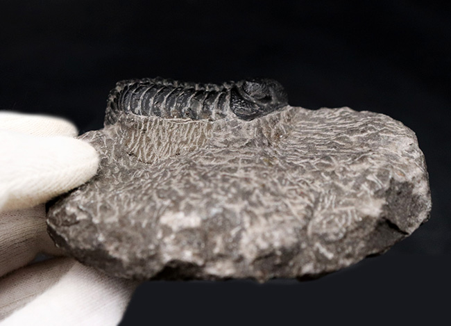 古生代デボン紀を代表するモロッコ産三葉虫、ファコプス（Phacops）の化石（その7）