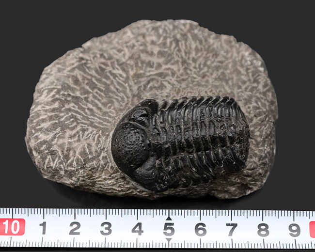 古生代デボン紀を代表するモロッコ産三葉虫、ファコプス（Phacops）の化石（その8）