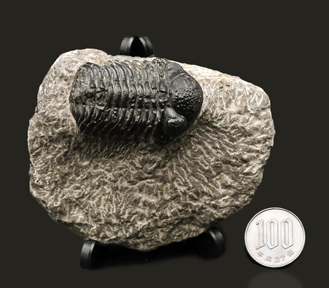 古生代デボン紀を代表するモロッコ産三葉虫、ファコプス（Phacops）の化石（その9）