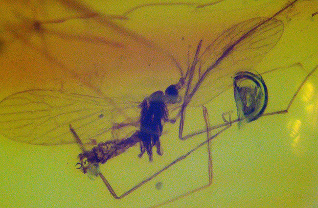 およそ４０００万年前の羽虫を内包した、バルト海産の琥珀を使ったペンダントトップ（シルバーチェーン、高級ジュエリーケース付き）（その5）