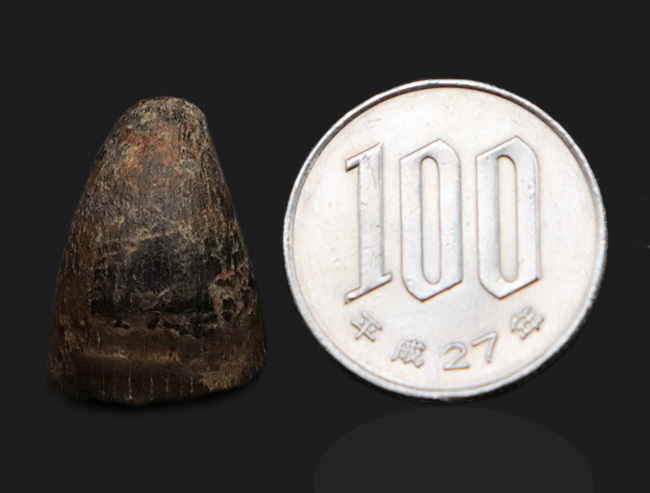 ニジェール産】白亜紀のワニ【化石】サルコスクス（Sarcosuchus