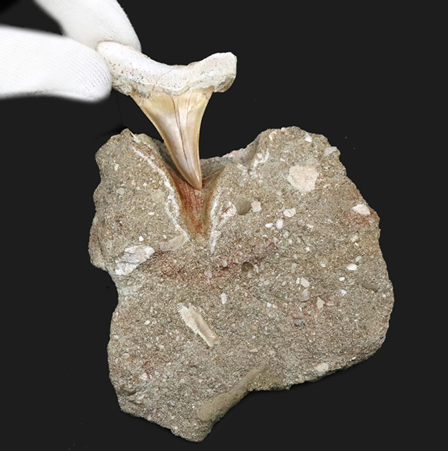 母岩から取り外し可能!モササウルスなどの巨大な海棲爬虫類の絶滅後、海を支配した巨大な軟骨魚類、オトドゥス(Otodus)の母岩付きの歯化石(その1)