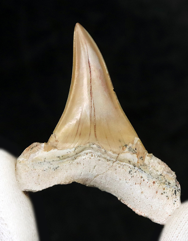 母岩から取り外し可能!モササウルスなどの巨大な海棲爬虫類の絶滅後、海を支配した巨大な軟骨魚類、オトドゥス(Otodus)の母岩付きの歯化石(その3)