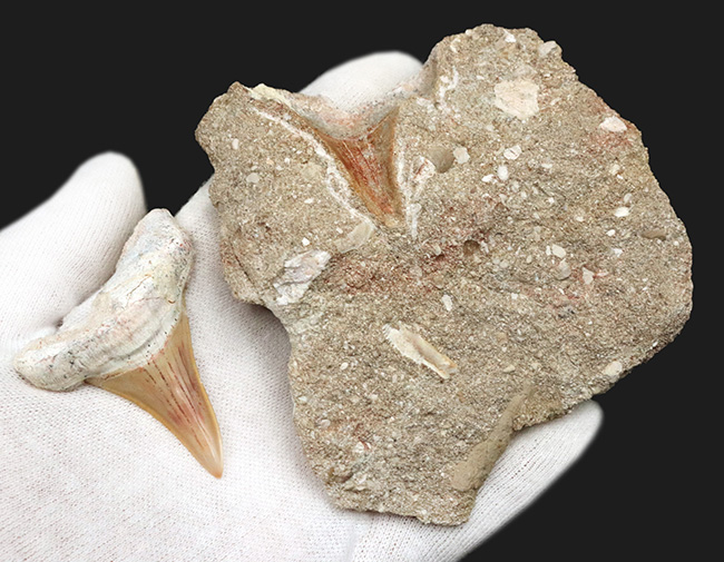 母岩から取り外し可能!モササウルスなどの巨大な海棲爬虫類の絶滅後、海を支配した巨大な軟骨魚類、オトドゥス(Otodus)の母岩付きの歯化石(その4)