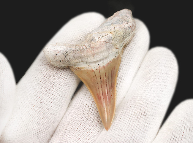 母岩から取り外し可能!モササウルスなどの巨大な海棲爬虫類の絶滅後、海を支配した巨大な軟骨魚類、オトドゥス(Otodus)の母岩付きの歯化石(その5)