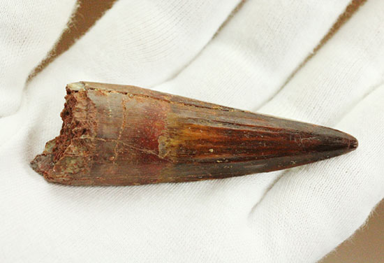 特筆すべき保存状態。縦線がくっきりと入ったスピノサウルスの歯化石(Spinosaurus)(その11)