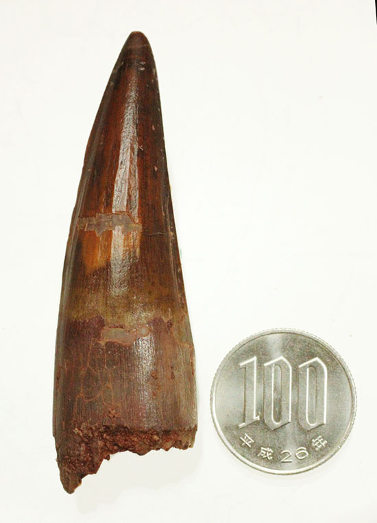 特筆すべき保存状態。縦線がくっきりと入ったスピノサウルスの歯化石(Spinosaurus)(その12)