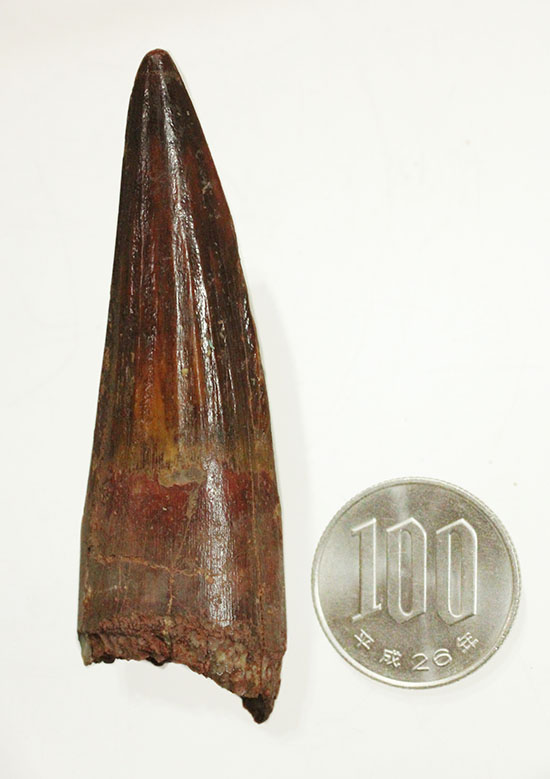 特筆すべき保存状態。縦線がくっきりと入ったスピノサウルスの歯化石(Spinosaurus)(その13)