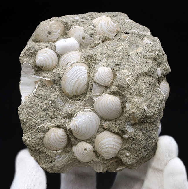 国産マニアックシリーズ！岐阜県は瑞浪層群の二枚貝、ウソシジミ（Felaniella usta）の群集化石（その1）