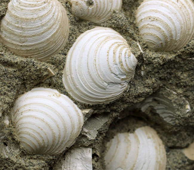 国産マニアックシリーズ！岐阜県は瑞浪層群の二枚貝、ウソシジミ（Felaniella usta）の群集化石（その2）