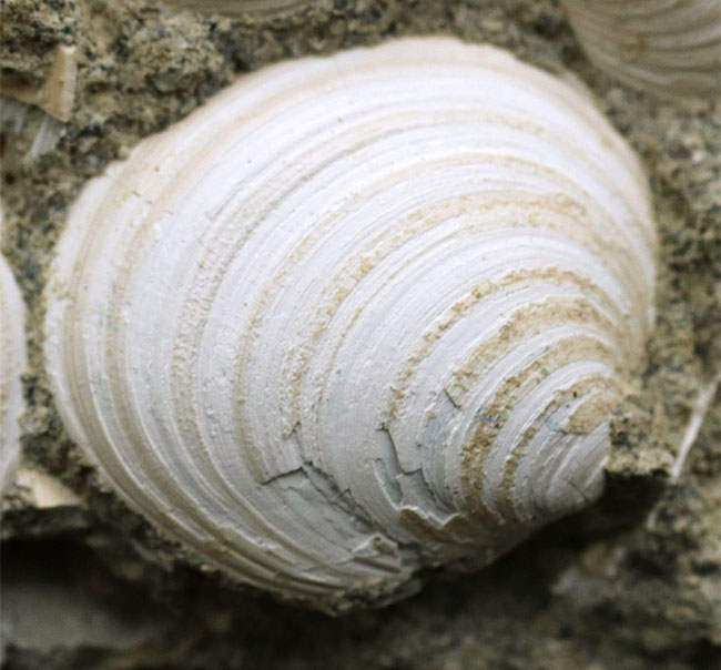 国産マニアックシリーズ！岐阜県は瑞浪層群の二枚貝、ウソシジミ（Felaniella usta）の群集化石（その3）