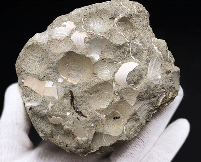 国産マニアックシリーズ！岐阜県は瑞浪層群の二枚貝、ウソシジミ（Felaniella usta）の群集化石（その4）