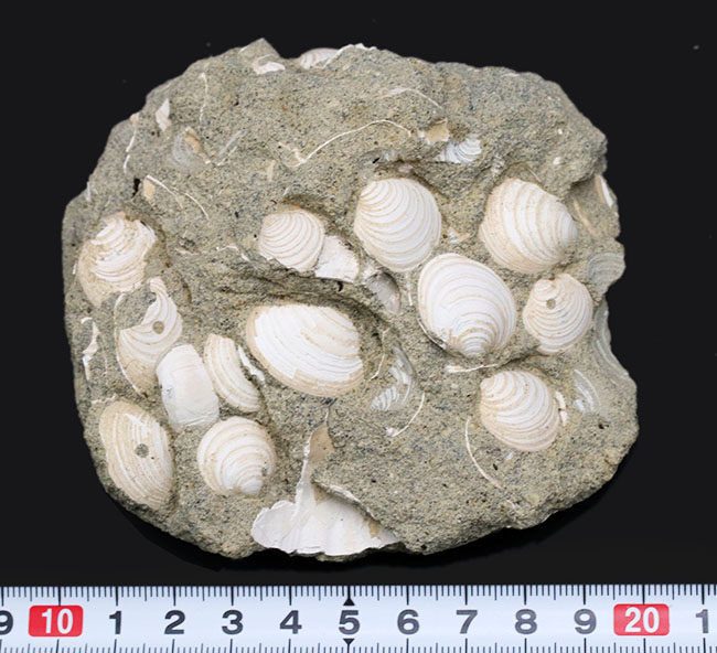 国産マニアックシリーズ！岐阜県は瑞浪層群の二枚貝、ウソシジミ（Felaniella usta）の群集化石（その5）