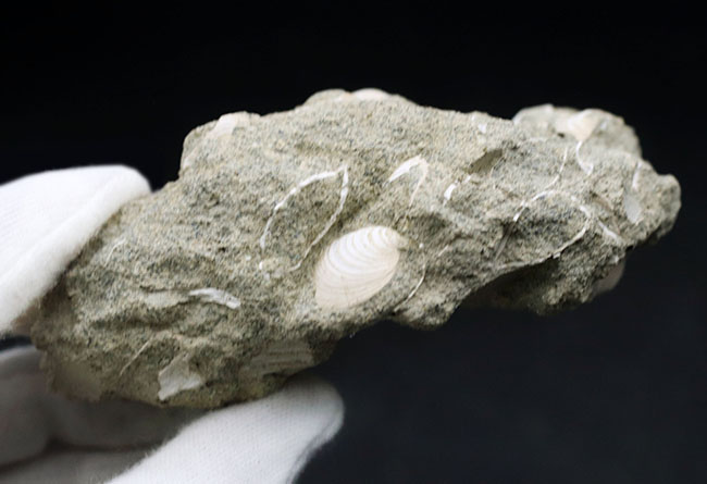 国産マニアックシリーズ！岐阜県は瑞浪層群の二枚貝、ウソシジミ（Felaniella usta）の群集化石（その6）