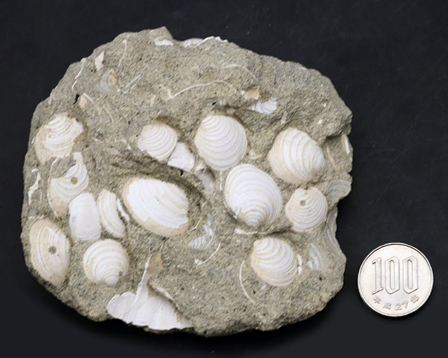 国産マニアックシリーズ！岐阜県は瑞浪層群の二枚貝、ウソシジミ（Felaniella usta）の群集化石（その7）