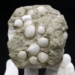 国産マニアックシリーズ！岐阜県は瑞浪層群の二枚貝、ウソシジミ（Felaniella usta）の群集化石