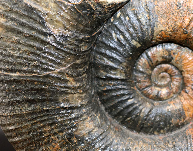 完成されたコレクション！特大！ジュラ期を代表するアンモナイト