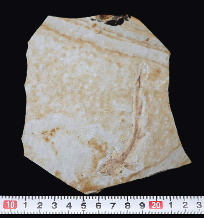 白亜紀の古代魚、リコプテラ（Lycoptera）の全形が保存されたプレート化石です。裏にも部分化石あり（その10）