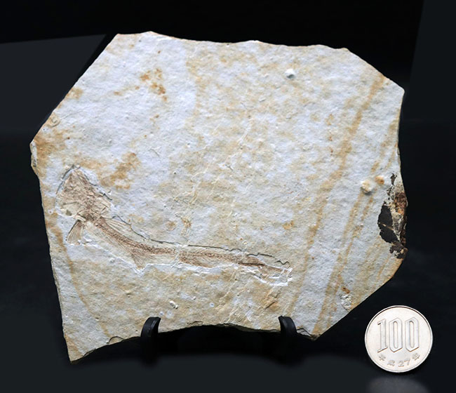 白亜紀の古代魚、リコプテラ（Lycoptera）の全形が保存されたプレート化石です。裏にも部分化石あり（その11）