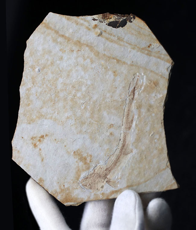 白亜紀の古代魚、リコプテラ（Lycoptera）の全形が保存されたプレート化石です。裏にも部分化石あり（その2）