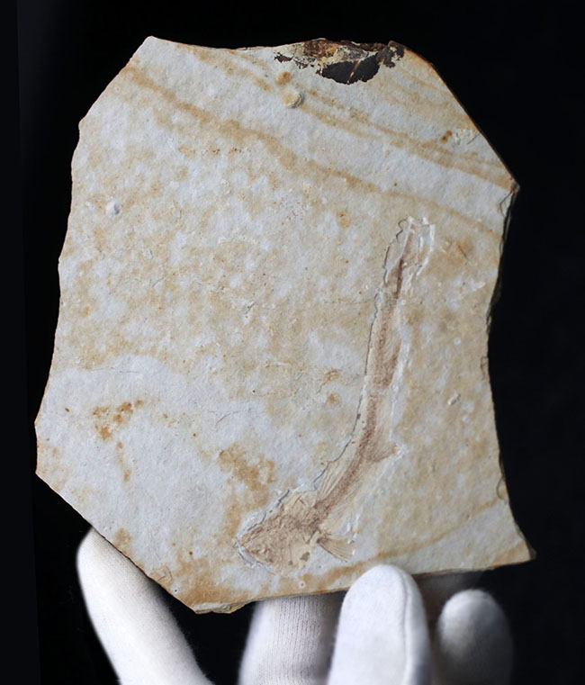 白亜紀の古代魚、リコプテラ(Lycoptera)の全形が保存されたプレート化石です。裏にも部分化石あり(その2)