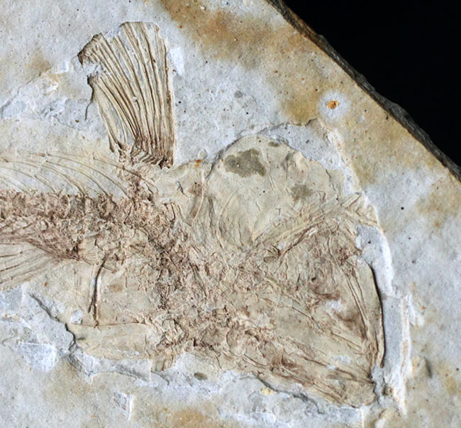 白亜紀の古代魚、リコプテラ（Lycoptera）の全形が保存されたプレート化石です。裏にも部分化石あり（その3）
