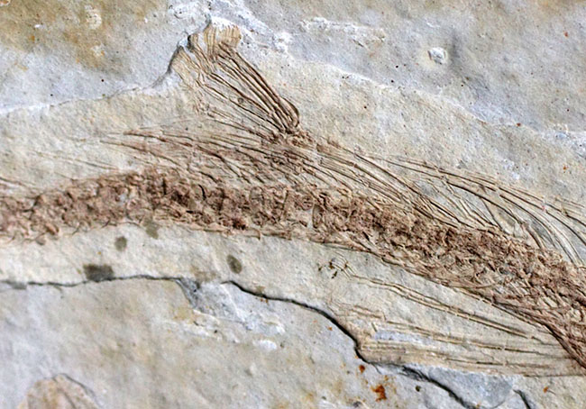 白亜紀の古代魚、リコプテラ（Lycoptera）の全形が保存されたプレート化石です。裏にも部分化石あり（その4）