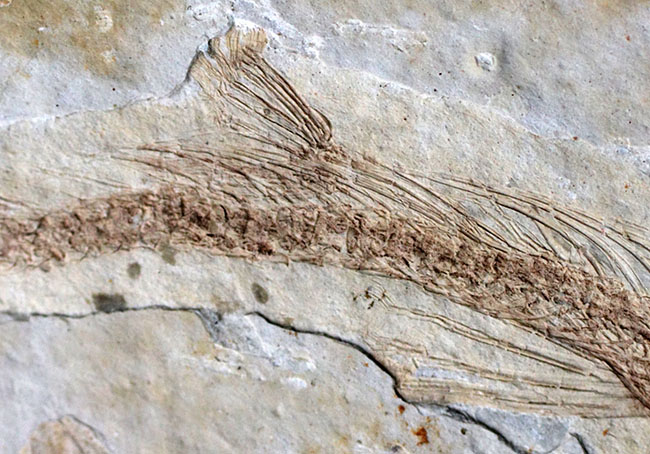 白亜紀の古代魚、リコプテラ(Lycoptera)の全形が保存されたプレート化石です。裏にも部分化石あり(その4)