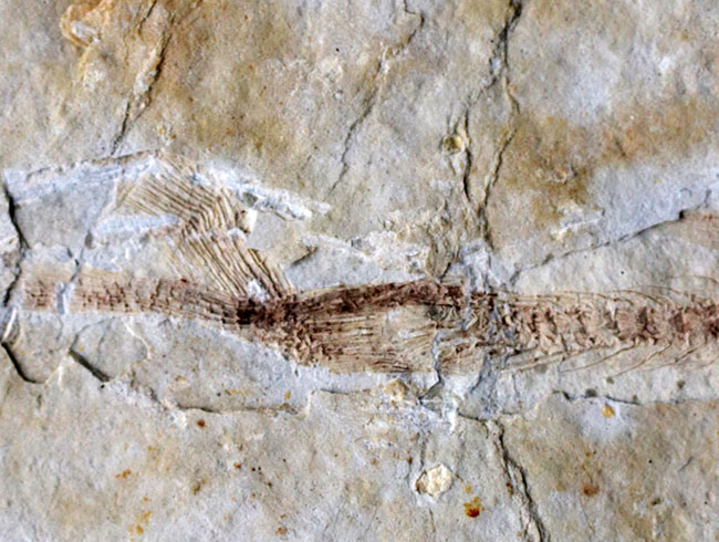 白亜紀の古代魚、リコプテラ（Lycoptera）の全形が保存されたプレート化石です。裏にも部分化石あり（その5）