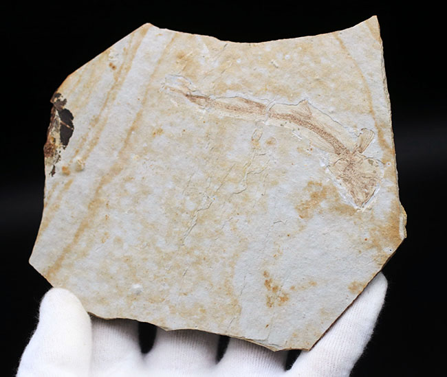 白亜紀の古代魚、リコプテラ（Lycoptera）の全形が保存されたプレート化石です。裏にも部分化石あり（その6）