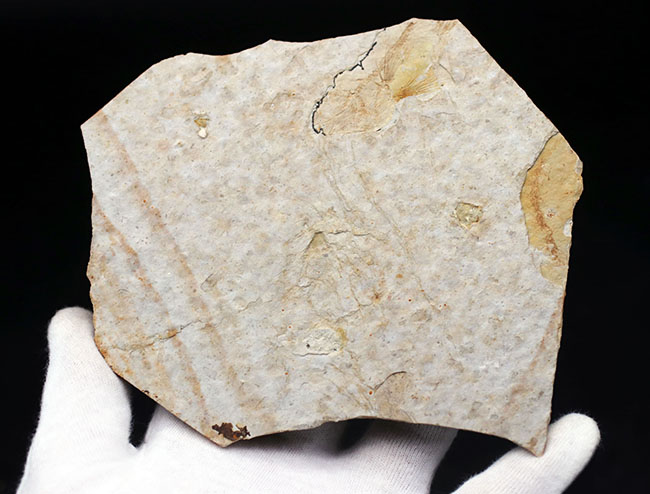 白亜紀の古代魚、リコプテラ（Lycoptera）の全形が保存されたプレート化石です。裏にも部分化石あり（その7）