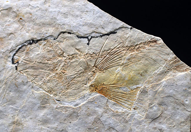 白亜紀の古代魚、リコプテラ（Lycoptera）の全形が保存されたプレート化石です。裏にも部分化石あり（その8）
