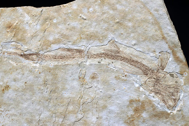 白亜紀の古代魚、リコプテラ（Lycoptera）の全形が保存されたプレート化石です。裏にも部分化石あり（その9）