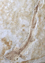 白亜紀の古代魚、リコプテラ（Lycoptera）の全形が保存されたプレート化石です。裏にも部分化石あり