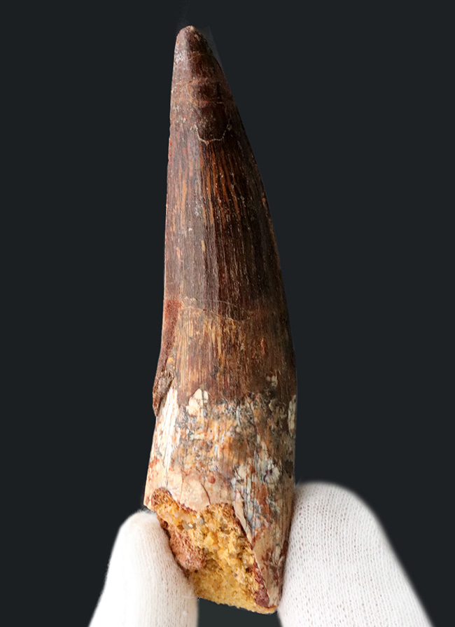 状態良し、サイズ良し、形良し、三拍子揃ったスピノサウルス（Spinosaurus）の歯化石（その3）